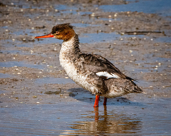 Red breasted merganser