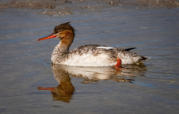 Red breasted merganser