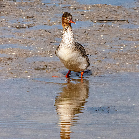 Red breasted merganser