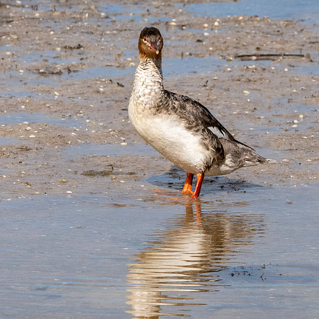 Red breasted merganser