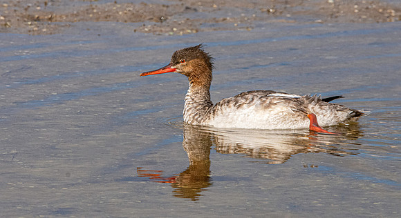 Red breasted merganser