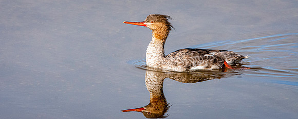 Red breasted merganser