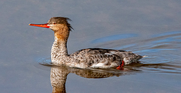Red breasted merganser