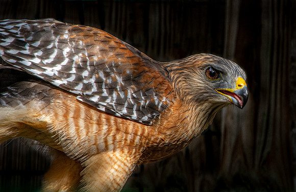 Red shouldered hawk