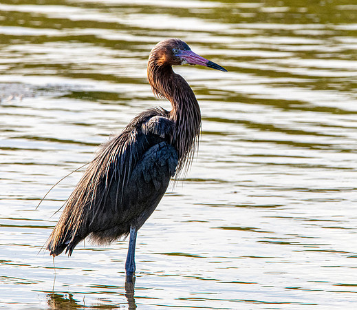 Reddish egret
