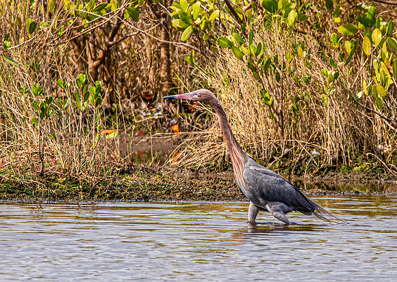Reddish egret