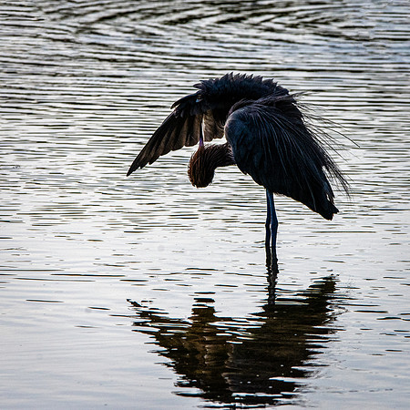 Reddish egret