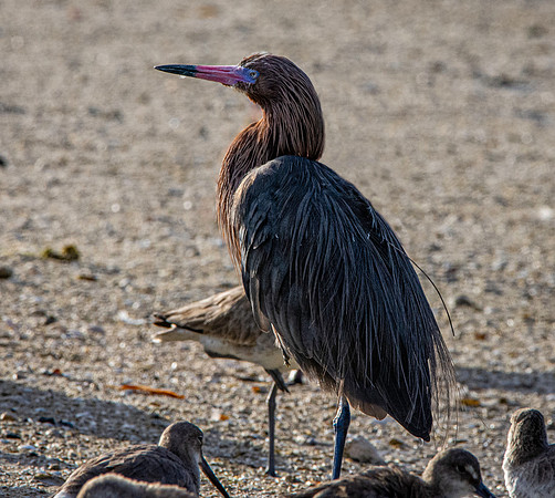 Reddish egret