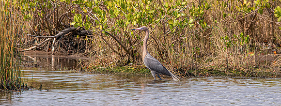 Reddish egret