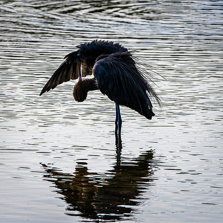 Reddish egret