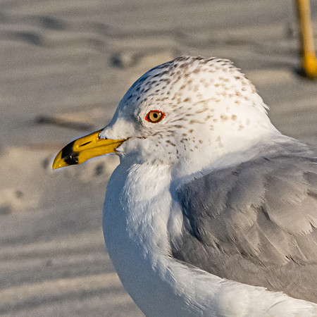 Ring billed gull