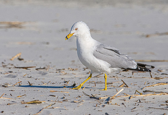 Ring billed gull