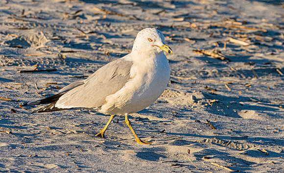 Ring billed gull
