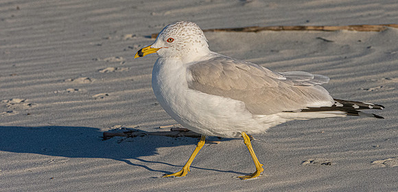 Ring billed gull