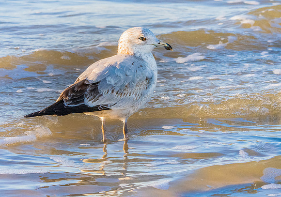 Ring billed gull