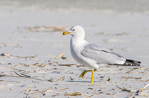 Ring billed gull