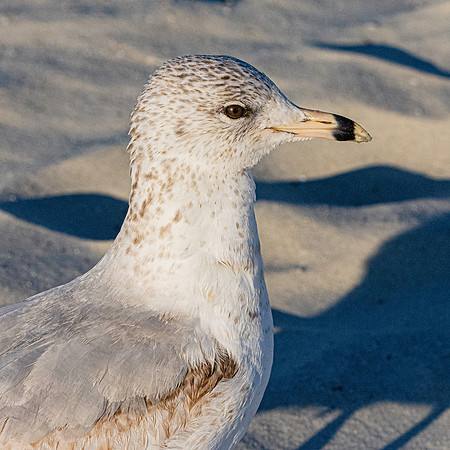 Ring billed gull, juvenile