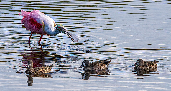 Roseate spoonbill