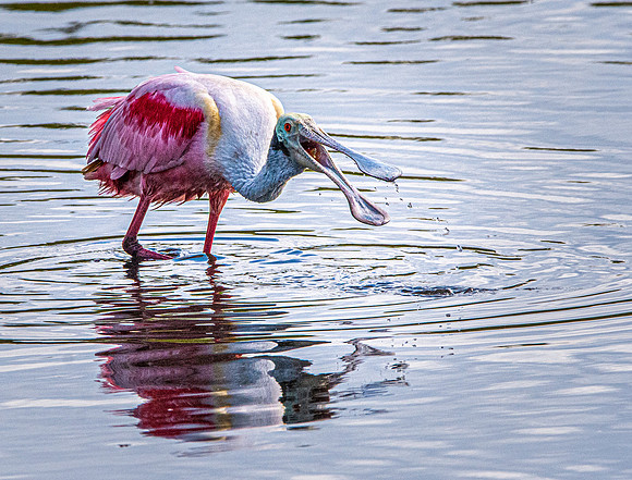 Roseate spoonbill