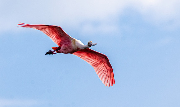 Roseate spoonbill