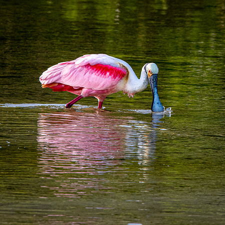 Roseate spoonbill