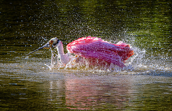 Roseate spoonbill