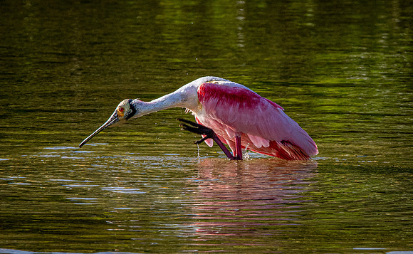 Roseate spoonbill