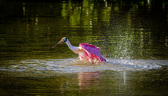 Roseate spoonbill