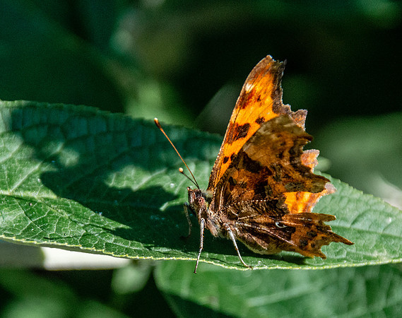 Comma