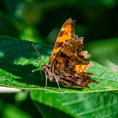 Comma