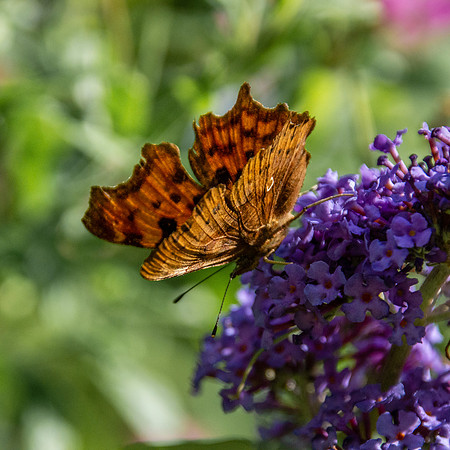Comma