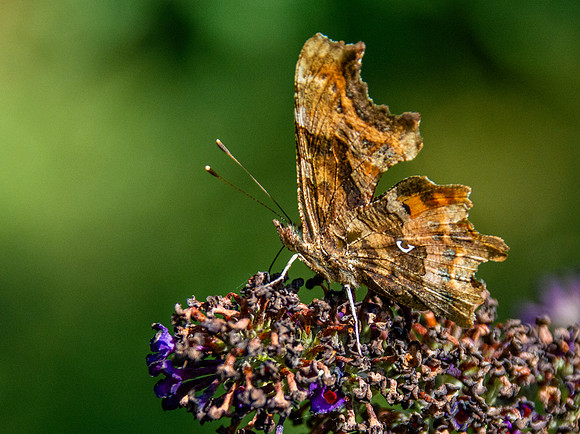 Comma