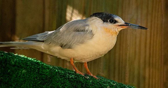 Roseate tern