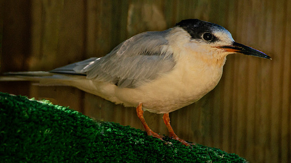 Roseate tern