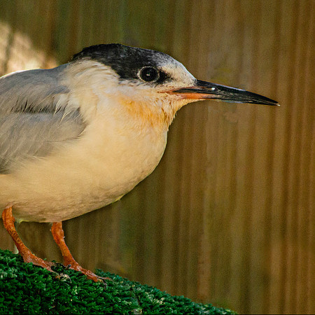 Roseate tern