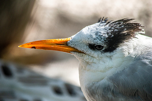 Royal tern