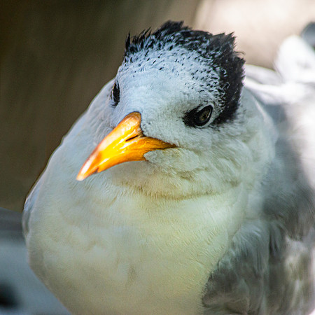 Royal tern