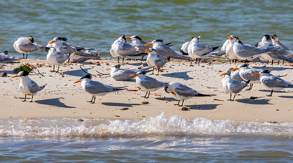 Royal tern