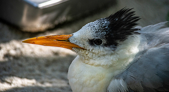 Royal tern