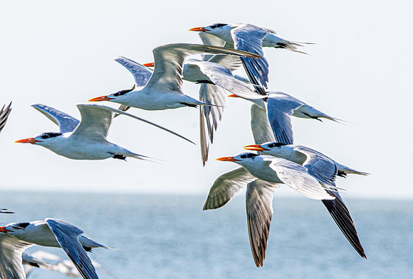 Royal tern