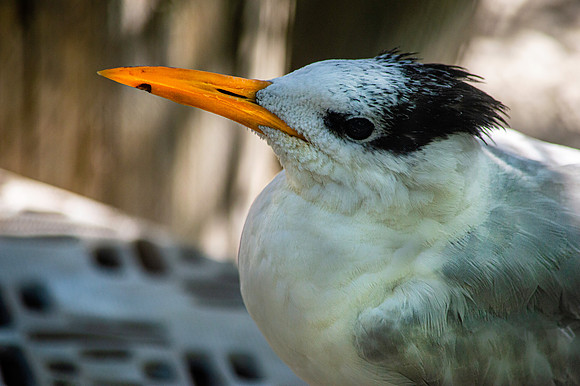 Royal tern