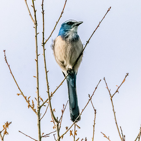 Florida scrub jay