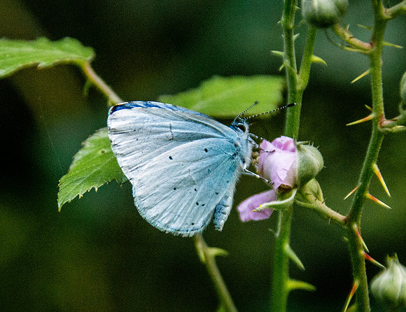 Holly blue