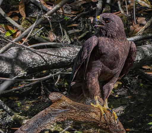 Short tailed hawk