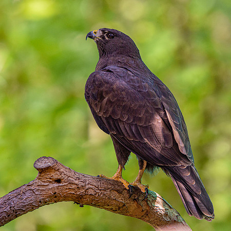 Short tailed hawk