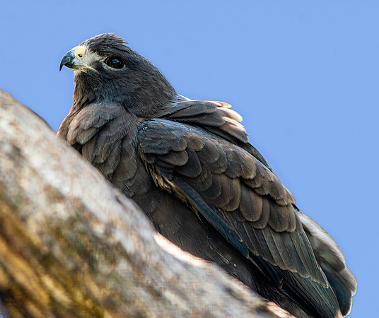 Short tailed hawk