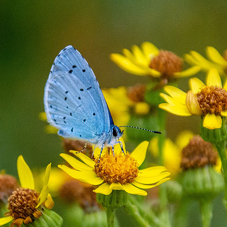 Holly blue