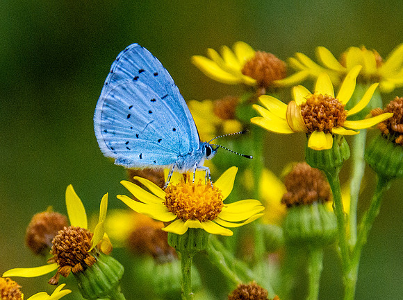 Holly blue