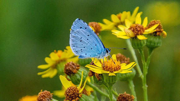 Holly blue