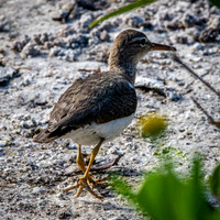 Solitary sandpiper